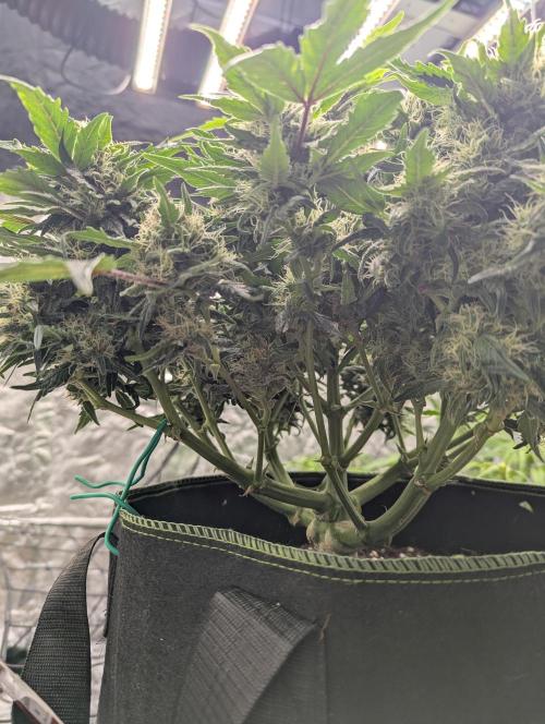 Gorilla Zkittlez ( Barney's ). Week 9