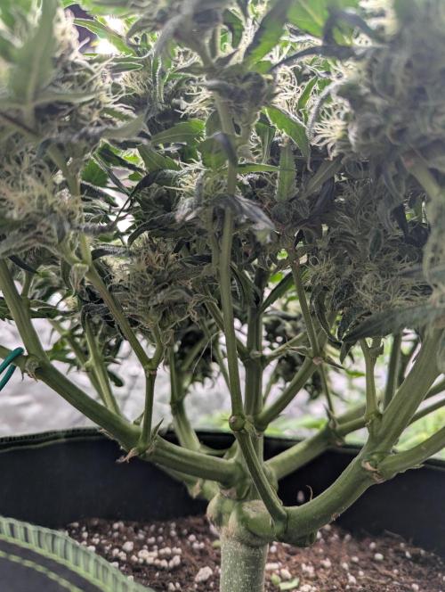 Gorilla Zkittlez ( Barney's ). Week 9