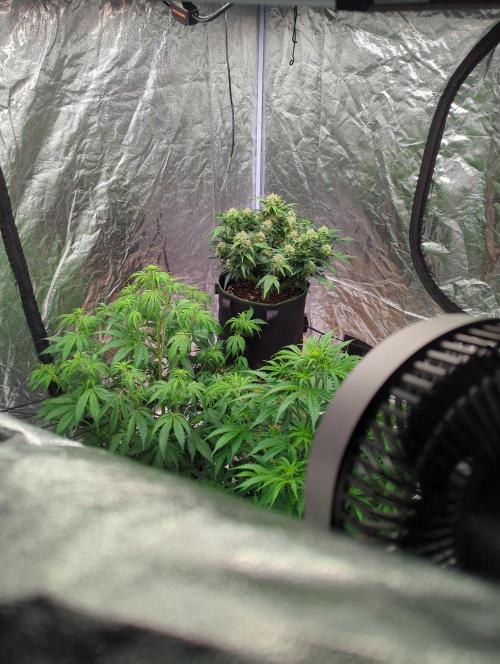 Gorilla Zkittlez ( Barney's ). Week 9