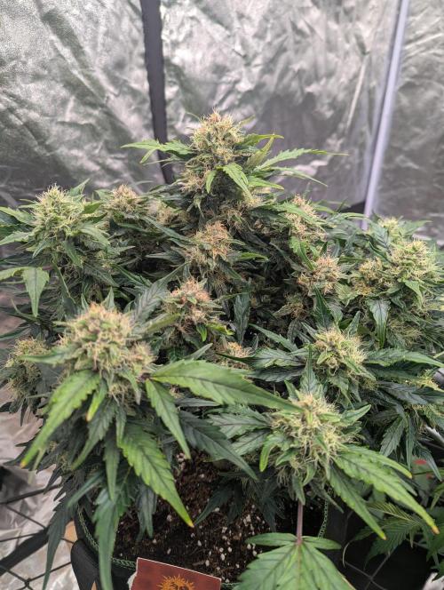 Gorilla Zkittlez ( Barney's ). Week 9