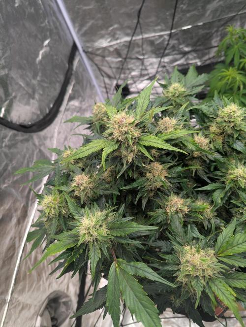 Gorilla Zkittlez ( Barney's ). Week 9