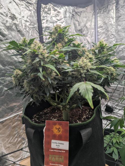 Gorilla Z Auto. Week 9