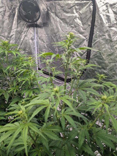 Lemon Haze ( Barney's ). Week 7
