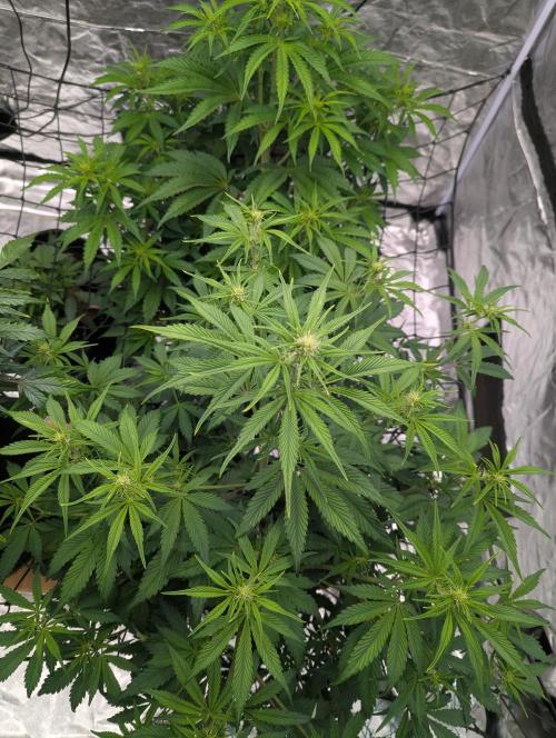 Lemon Haze ( Barney's ). Week 7