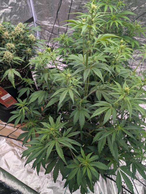 Lemon Haze ( Barney's ). Week 7