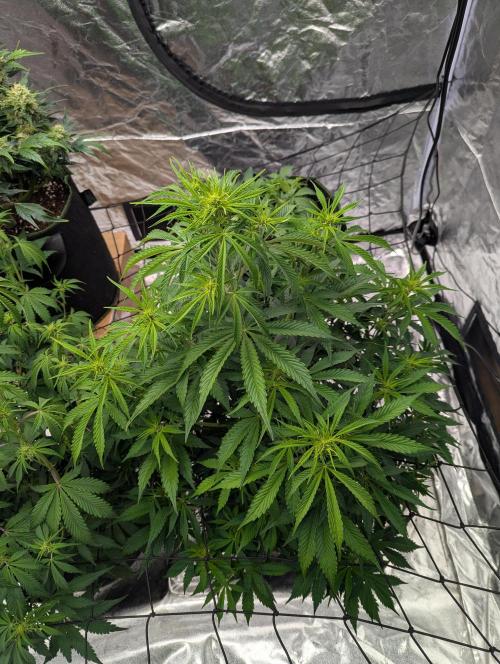 Tangerine Dream ( Barney's). Week 8