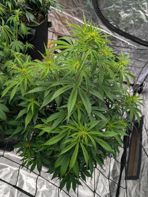 Tangerine Dream ( Barney's). Week 8