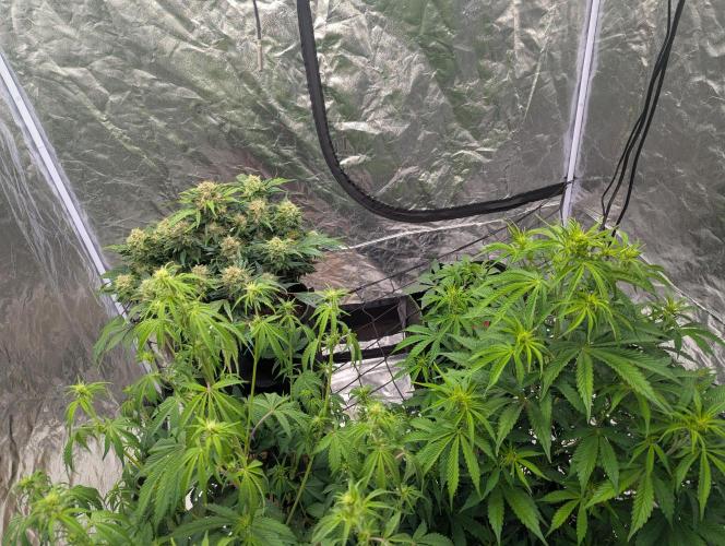 Tangerine Dream ( Barney's). Week 8