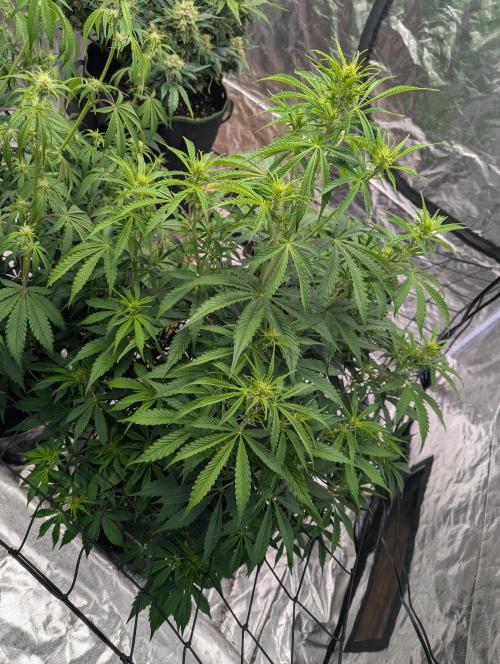 Tangerine Dream ( Barney's). Week 8