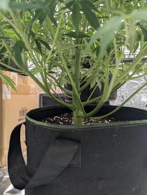 Tangerine Dream ( Barney's). Week 8