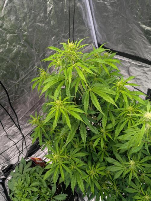 Tangerine Dream ( Barney's). Week 8