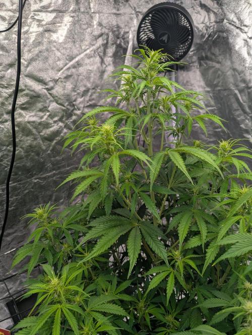 Tangerine Dream ( Barney's). Week 8