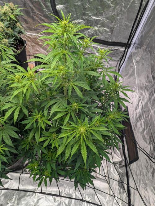 Tangerine Dream ( Barney's). Week 8