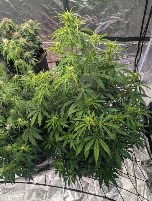 Tangerine Dream ( Barney's). Week 8
