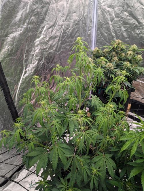 Lemon Haze ( Barney's ). Week 8
