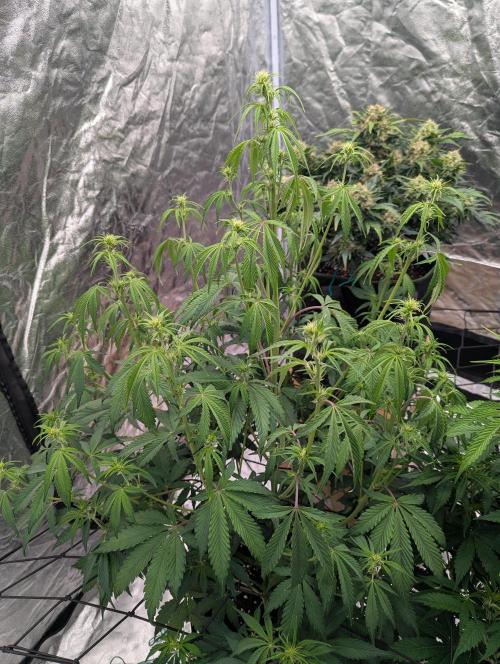 Lemon Haze ( Barney's ). Week 8