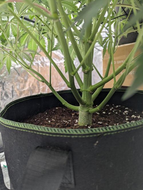 Lemon Haze ( Barney's ). Week 8