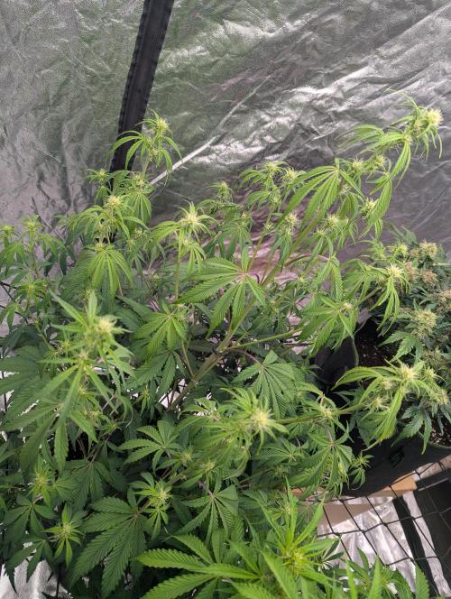 Lemon Haze ( Barney's ). Week 8