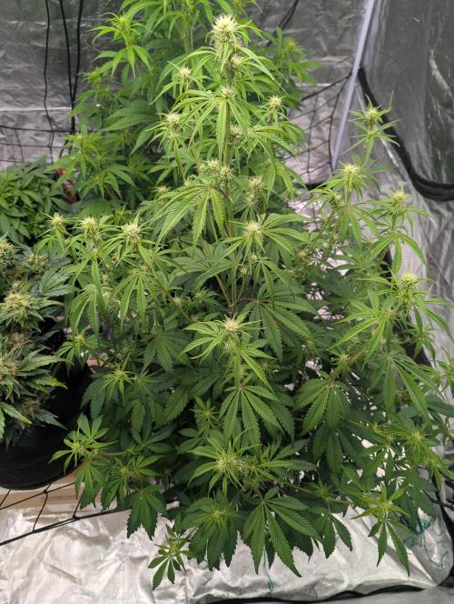 Lemon Haze ( Barney's ). Week 8