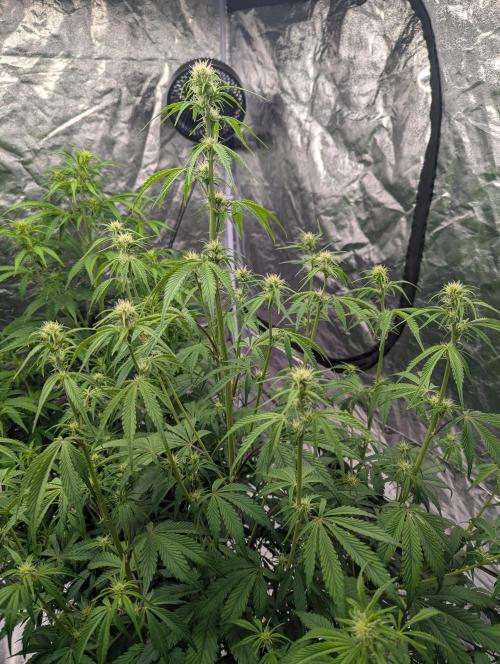 Lemon Haze ( Barney's ). Week 8