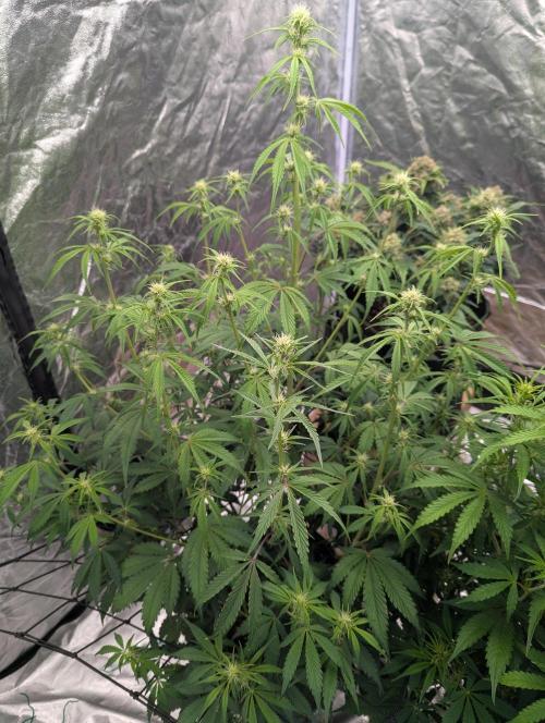 Lemon Haze ( Barney's ). Week 8