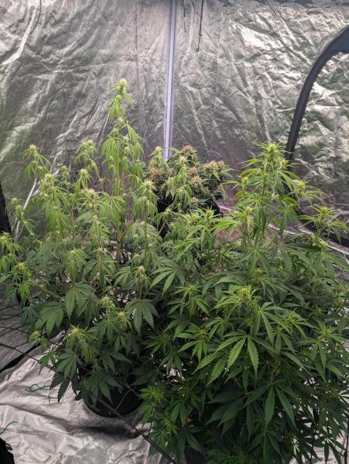 Lemon Haze ( Barney's ). Week 8