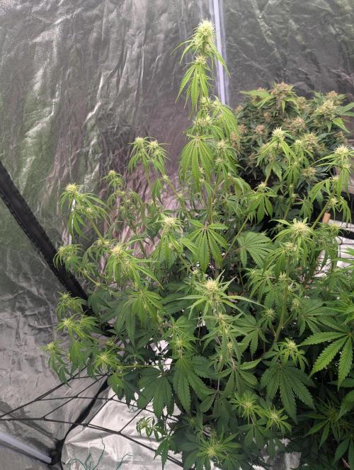Lemon Haze ( Barney's ). Week 8