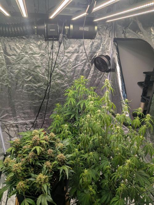 Lemon Haze ( Barney's ). Week 8