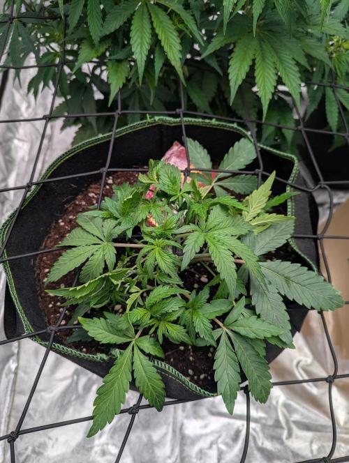 Frosted Zinn x 3 Bears OG ( Barney's ). Week 6