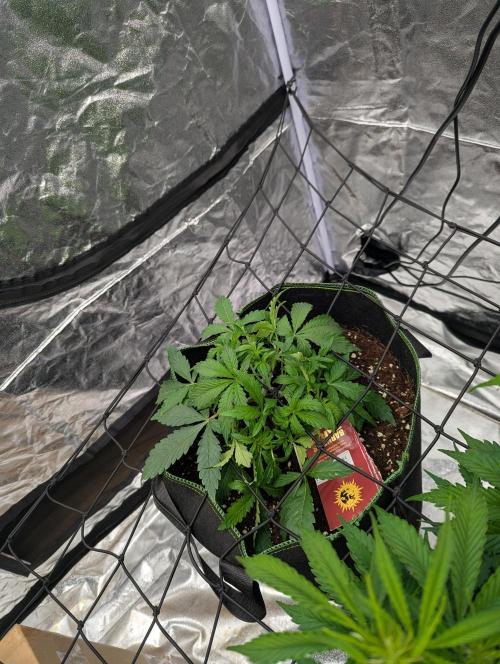 Frosted Zinn x 3 Bears OG ( Barney's ). Week 6