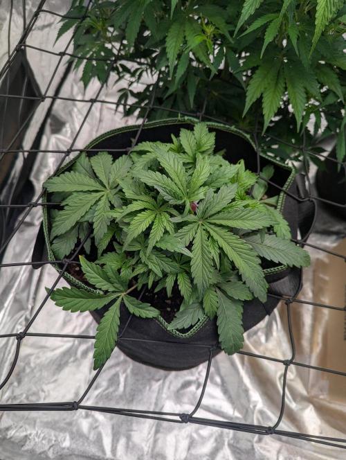 Frosted Zinn x 3 Bears OG ( Barney's ). Week 6