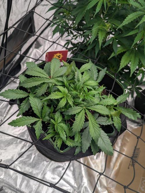 Frosted Zinn x 3 Bears OG ( Barney's ). Week 6