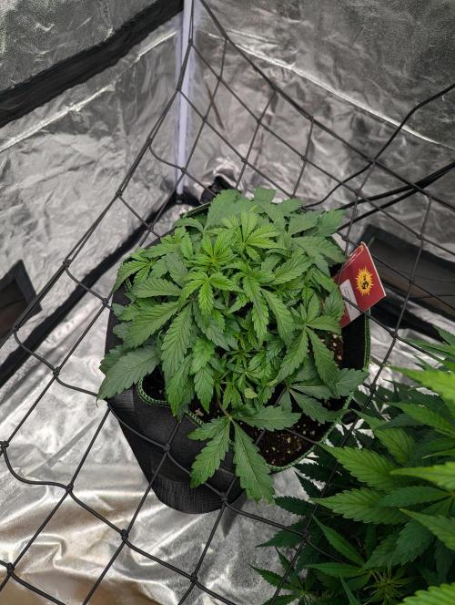 Frosted Zinn x 3 Bears OG ( Barney's ). Week 6