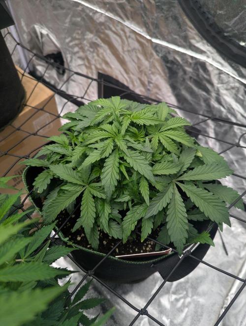 Frosted Zinn x 3 Bears OG ( Barney's ). Week 6