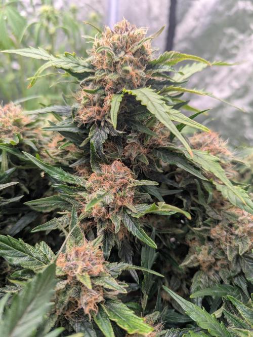 Gorilla Zkittlez ( Barney's ). Week 10