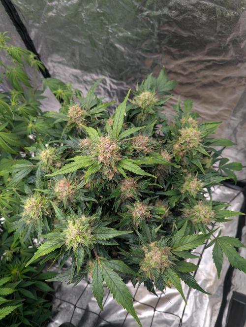Gorilla Zkittlez ( Barney's ). Week 10