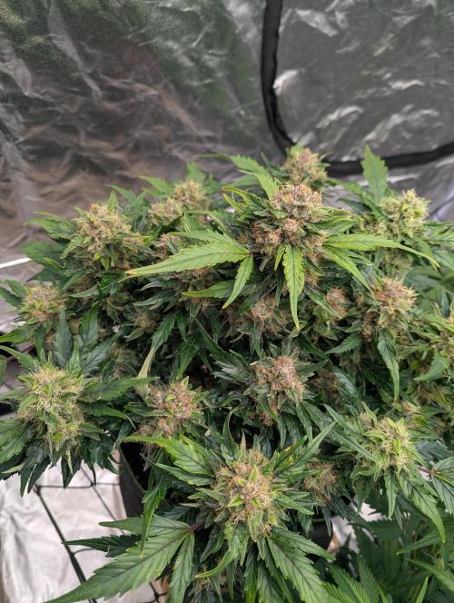 Gorilla Zkittlez ( Barney's ). Week 10