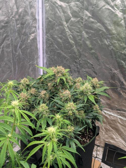 Gorilla Zkittlez ( Barney's ). Week 10