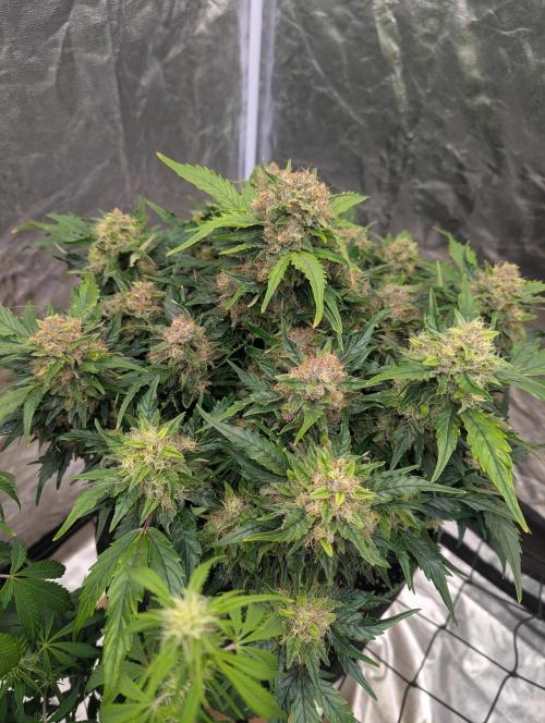 Gorilla Zkittlez ( Barney's ). Week 10