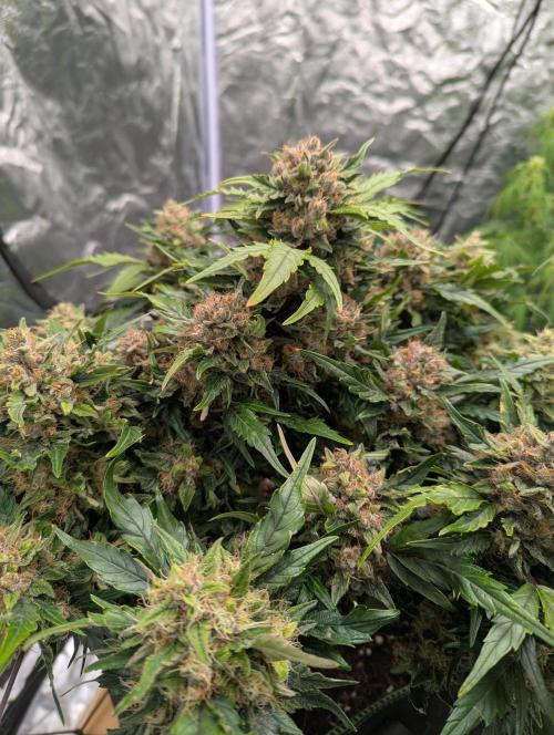Gorilla Zkittlez ( Barney's ). Week 10