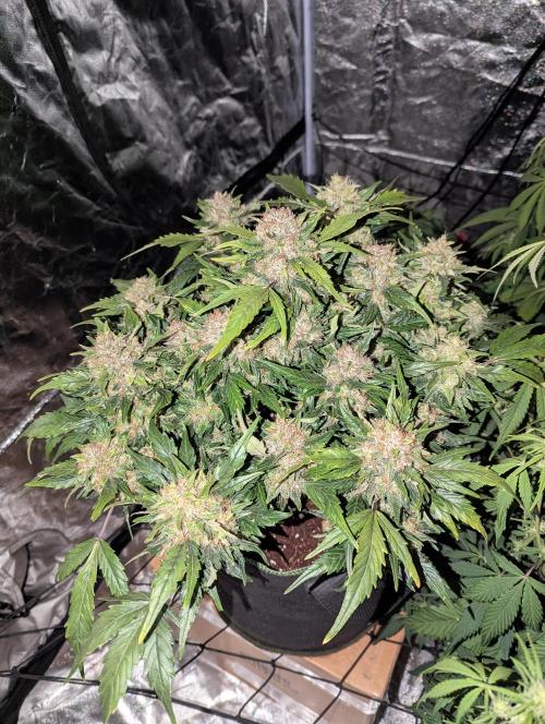 Gorilla Z Auto. Week 10