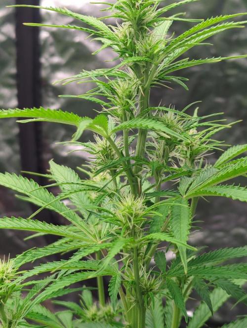 Tangerine Dream ( Barney's). Week 9