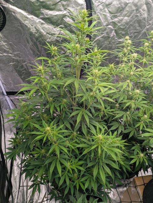 Tangerine Dream ( Barney's). Week 9