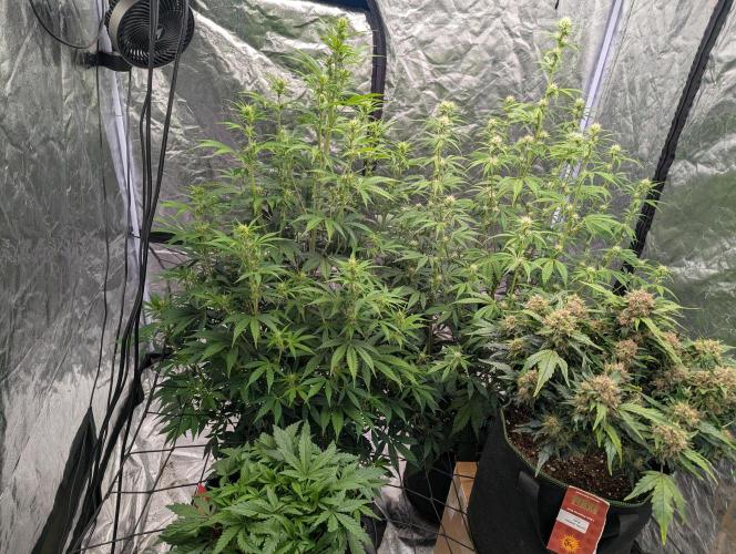 Tangerine Dream ( Barney's). Week 9