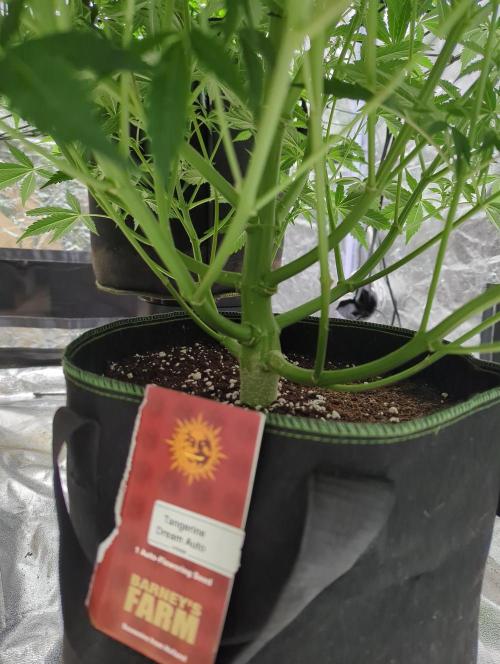 Tangerine Dream ( Barney's). Week 9