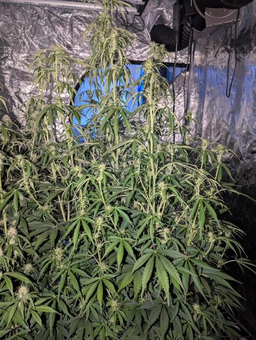 Tangerine Dream ( Barney's). Week 9