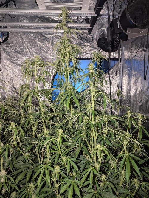 Tangerine Dream ( Barney's). Week 9