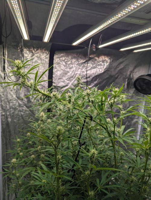Tangerine Dream ( Barney's). Week 9