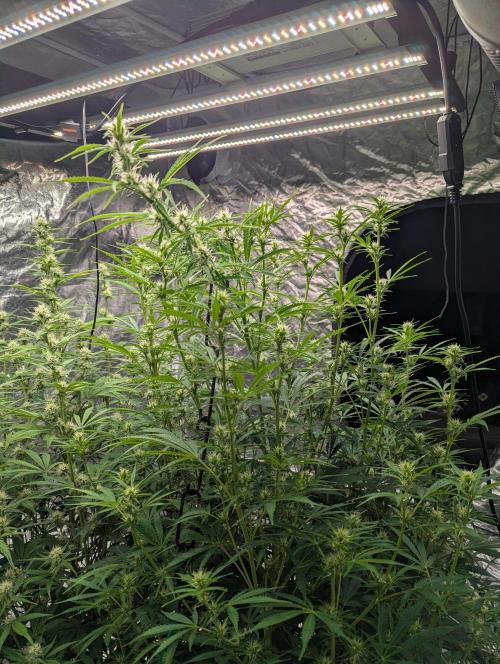 Tangerine Dream ( Barney's). Week 9