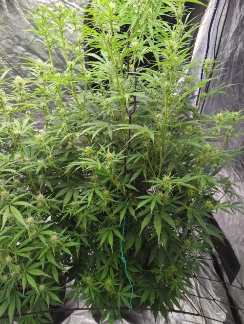 Tangerine Dream ( Barney's). Week 9